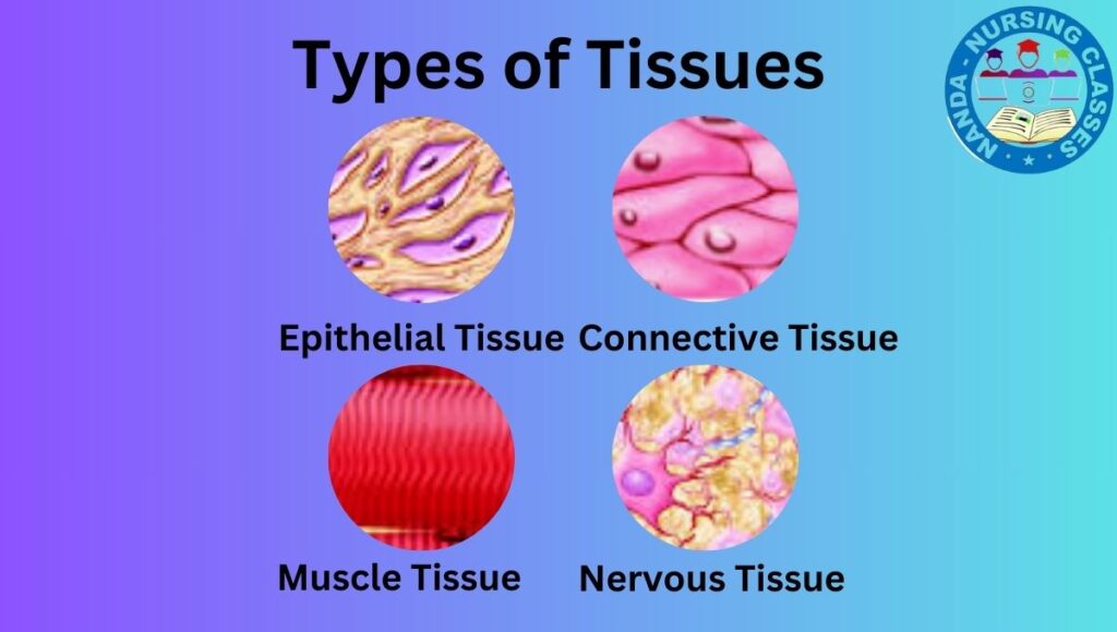 tissue, human tissue , types of tissue, human body tissue types