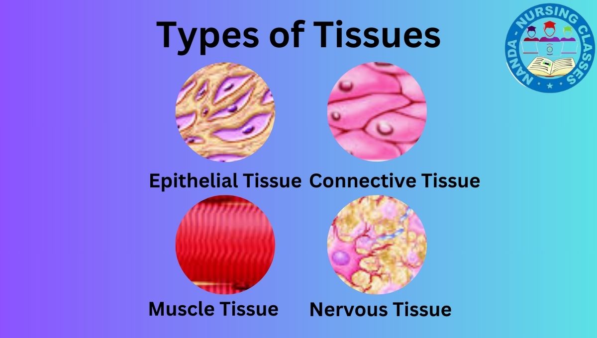 Understanding Tissues: Types, Structure, and Functions