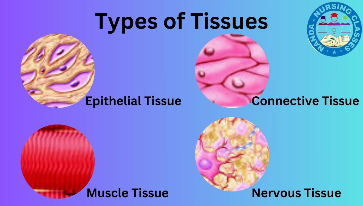 Types of Tissues, Tissue