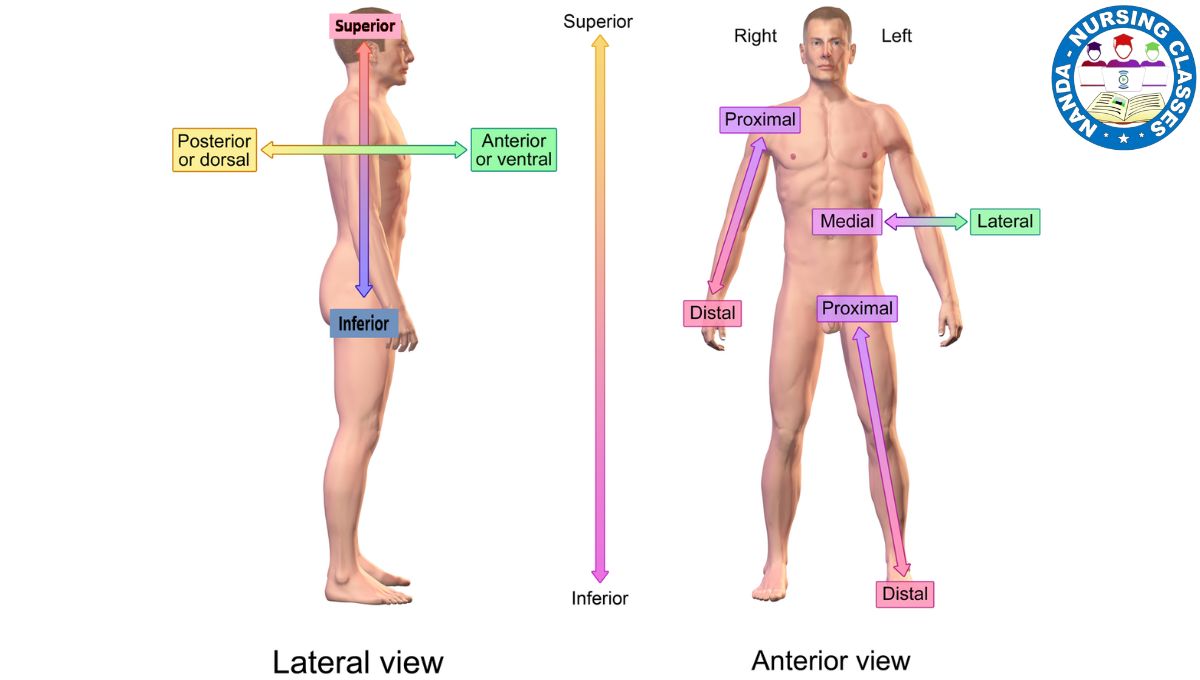 Directional Terms