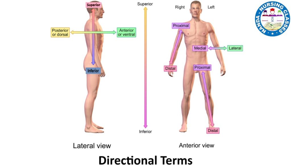 Directional Terms