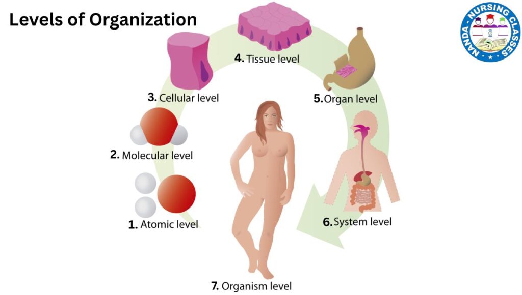 levels of structural organization in hindi, level of structural organization in hindi, level of structural organisation in hindi, levels of structural organization in human body, level of structural organization hindi mai, levels of structural organization in the human body, structural organization of body systems in hindi, levels of structural organisation in human body, levels of structural organization, various levels of structural organization in pharmacy