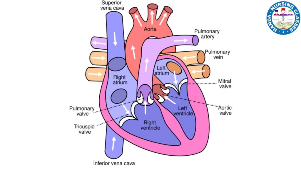 Cardiovascular system anatomy and physiology, heart, circulatory system circulatory system