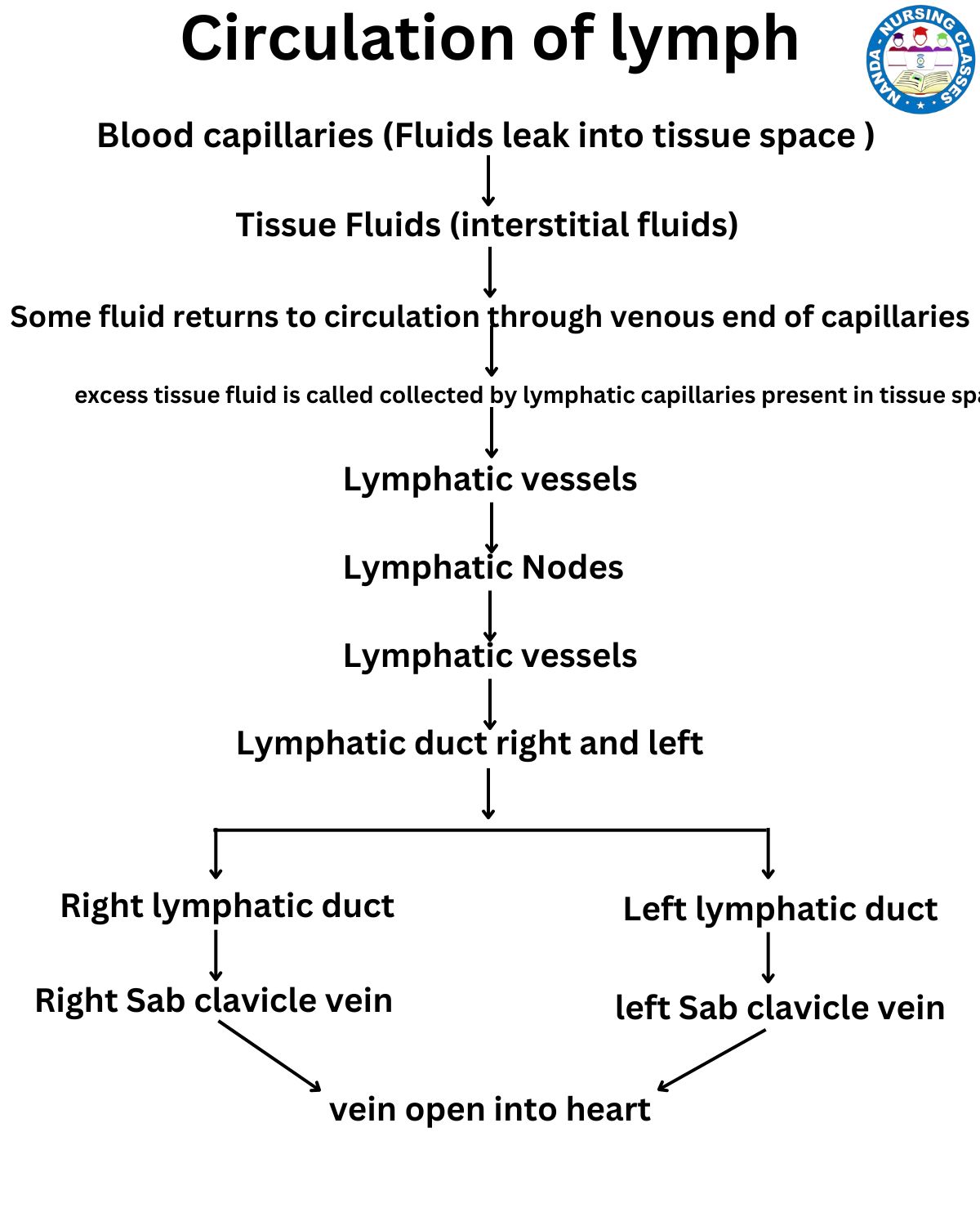 Circulation of lymph, lymph nodes, lymph, lymph node, flow of lymph, lymph fluid, lymph circulation, lymph (biofluid), formation of lymph, lymph node drainage, lymphatic circulation, composition of lymph, pathway of lymph, lymph vessels, body fluids and circulation, types of lymph nodes, body fluids and circulation class 11, lymph class 10, flow of lymph in hindi, circulation, lymph cbse, flow of lymph in human body, lymph cbse class 10, flow of lymph through the lymphatic system