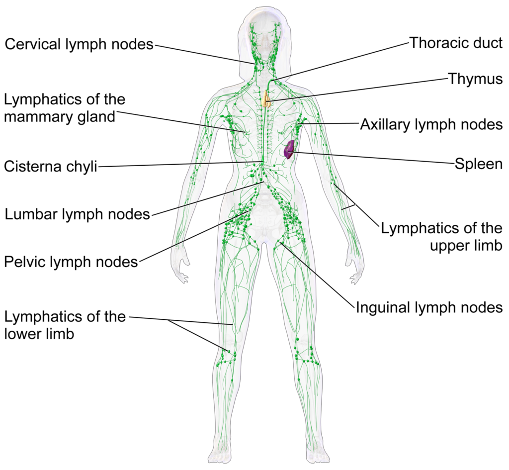 lymphatic system