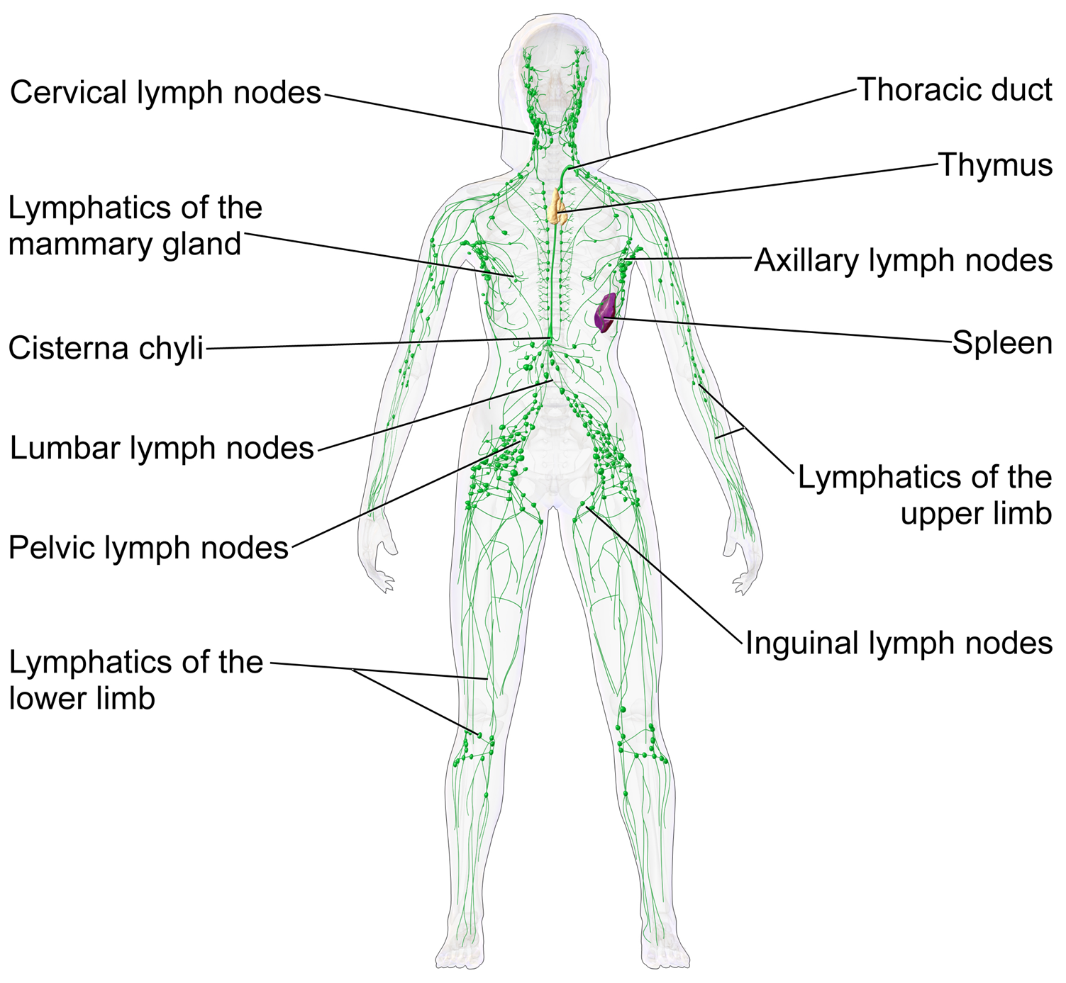 Lymphatic System: An Overview for Nursing Students