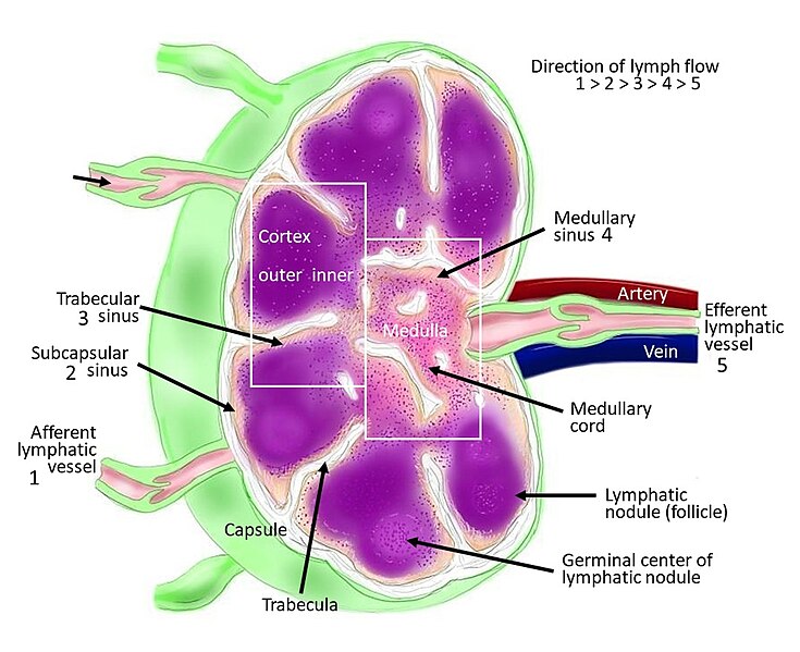 lymph node, lymph nodes, lymph node, lymph node drainage, lymph, axillary lymph nodes, lymph nodes function, lymph node anatomy model, lymph node spread, lymph node status, neck lymph nodes, lymph node massage, lymph node anatomy, positive lymph node