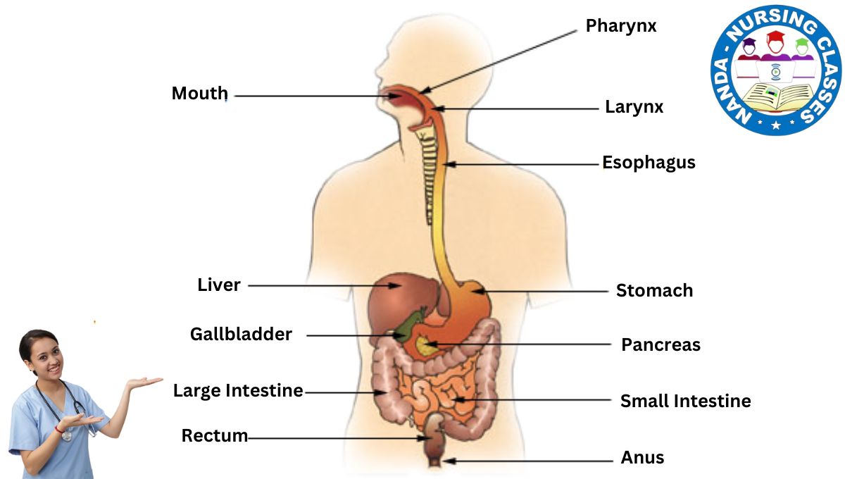 Digestive System, gastrointestinal tract, GI tract, Digestive System labeled Diagram 