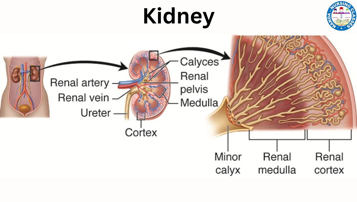 kidney 
