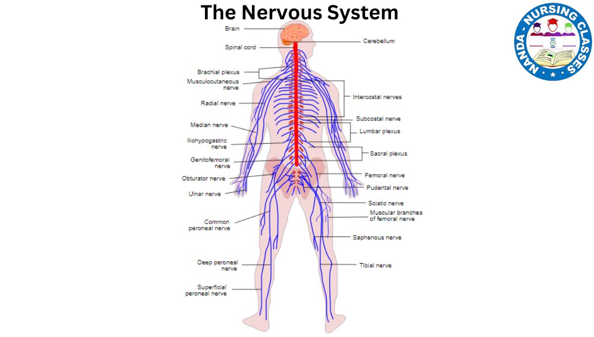 Nervous System, The Nervous System, A nervous system, NervousSystem , Anatomy , Physiology , CentralNervousSystem , PeripheralNervousSystem , AutonomicNervousSystem , Brain , SpinalCord , Neurons , Neurotransmitters , SympatheticNervousSystem , ParasympatheticNervousSystem , Neurology , MedicalScience , Healthcare , Nursing , HumanBody , Neuroscience , PhysiologyForNurses , NeuralControl