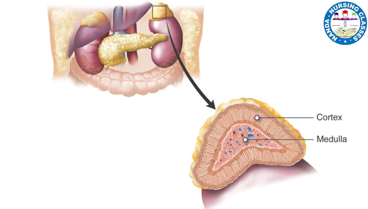 adrenal cortex, adrenal gland, adrenal cortex physiology, adrenal medulla, adrenal fatigue, adrenal gland function, adrenal gland disorders, adrenal cortex layers, adrenal gland physiology, adrenal cortex hormones, adrenal, adrenal glands, adrenal hormones, adrenal insufficiency, adrenal gland anatomy, adrenal cortex cell, adrenal cancer, what is adrenal cortex, adrenal cortex extract, adrenal cortex anatomy, adrenal medulla physiology, adrenal gland hormones, adrenal medulla, adrenal gland, adrenal cortex, adrenal medulla hormones, adrenal glands, adrenal medulla physiology, adrenal, adrenal gland physiology, adrenal gland function, adrenal cortex physiology, adrenal gland disorders, adrenal insufficiency, adrenal cortex hormones, adrenal medulla anatomy, adrenal cortex vs medulla, adrenal medulla function, adrenal gland anatomy, adrenal gland hormones, adrenal hormones, medulla, adrenal cortex vs adrenal medulla