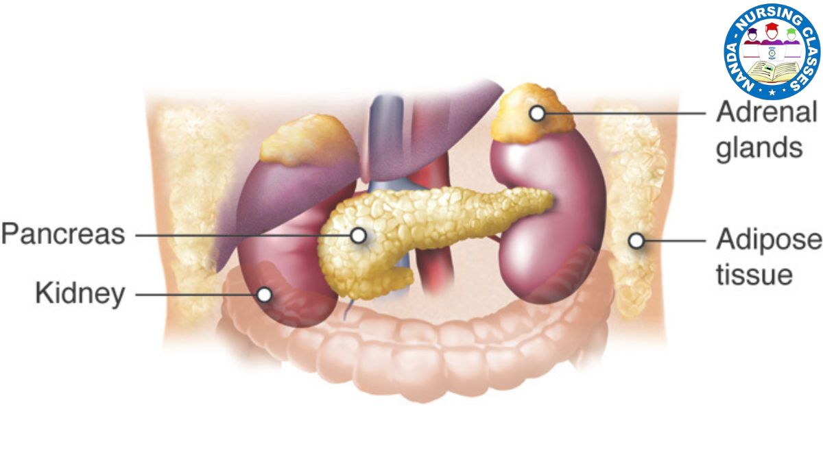 adrenal gland, adrenal glands, adrenal gland function, adrenal gland physiology, adrenal cortex, adrenal medulla, adrenal gland disorders, adrenal, adrenal gland anatomy, adrenal gland hormones, adrenal insufficiency, suprarenal gland, adrenal fatigue, adrenal hormones, what is adrenal gland, adrenal gland nursing, hormones of adrenal gland, physiology of adrenal gland, adrenal cortex physiology, adrenal medulla physiology, adrenal gland (anatomical structure)