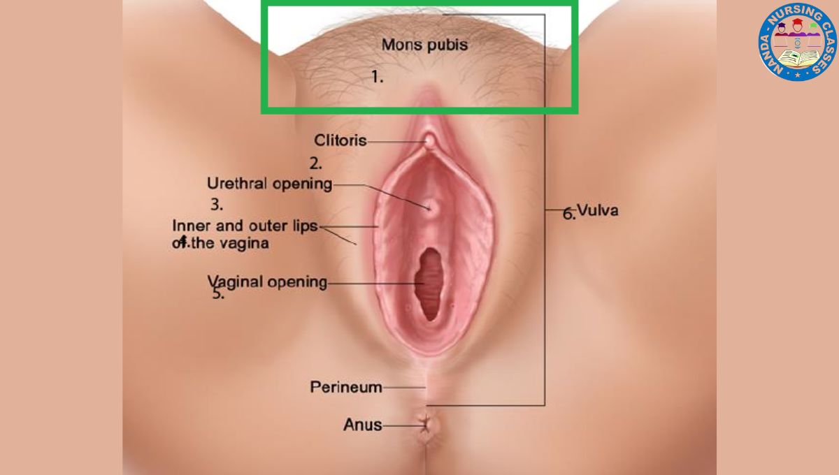 Female Reproductive System, female reproductive system, female reproductive system anatomy, reproductive system, human female reproductive system, anatomy of female reproductive system, reproductive system female, female reproductive organs, female reproductive anatomy, female reproductive system class 10,female,reproductive,human female reproductive system (literature subject),reproductive system in female, female reproductive system class 12,female reproductive cycle, female reproduction system