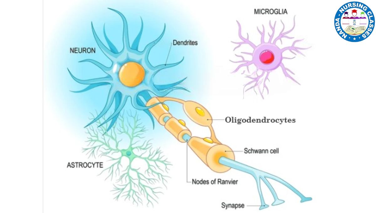 neuroglia, neuroglial cells, neuroglia cells, function of neuroglia, neuroglia in hindi, neuroglial cell, functions of neuroglia, neuroglia cells in hindi, neuroglial cells in hindi, neuroglial, neuroglial cells in the cns, function of neuroglial cells, neuroglial cells physiology, neuroglia mcat, neuroglia neet, neuroglia of cns, neuroglia of pns, tejido neuroglia, types of neuroglia, largest neuroglia, neuroglia nursing, neuroglia meaning, neuroglial parts 