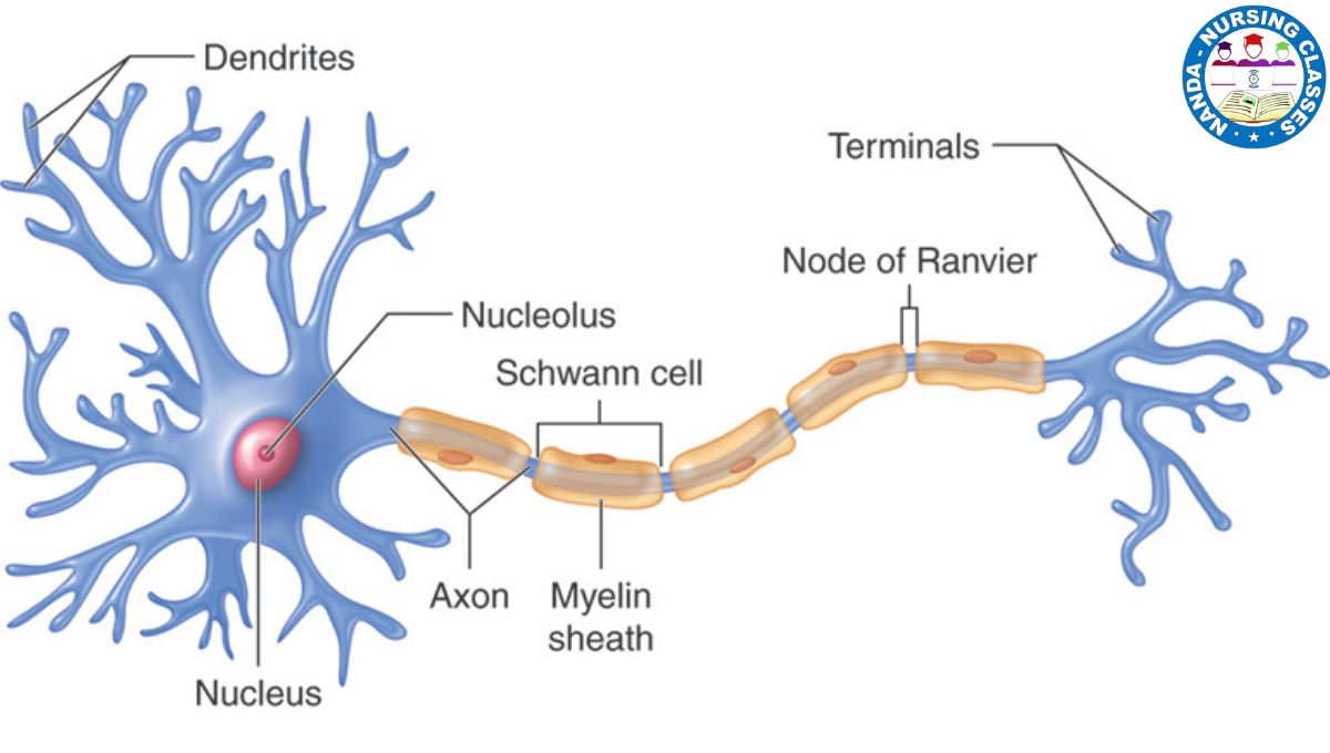 Neuron, neuron, neurons, neuro, neuron cell, mirror neurons, neuron structure and function, motor neuron, what is a neuron, motor neurons, neuron function, neuron structure, sensory neurons, structure and function of neuron, axon neuron, brain neuron, what is neuron, neuron system, brain neurons, relay neurons, human neurons, neuron anatomy, bipolar neuron, sensory neuron, neuron working, neuron signals, types of neuron, what is neurons, is a neuron a cell