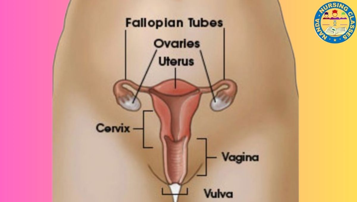 ovaries, what are ovaries, ovaries usg, ovaries removed, removing ovaries, removal of ovaries, polycystic ovaries, ovaries and dementia, why ovaries are removed, risk of ovaries removal, surgery to remove ovaries, dangers of ovaries removed, ovaries transducer placement, ovaries usg probe positioning, polycystic ovaries ultrasound, side effects of removed ovaries, polycystic ovaries and pregnancy, uterus & ovaries ultrasound probe positioning, ovarian, ovary, female endocrine