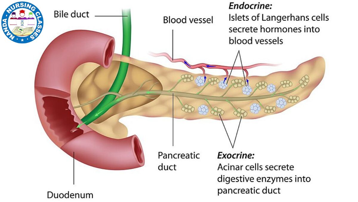 pancreas, pancreas anatomy, pancreas cancer, pancreas function, pancreas ultrasound, pancreas lecture, pancreas (anatomical structure),pancreas physiology, pancreas blood supply, pancreas cancer symptoms, pancreas usg, pâncreas, pancreas song, heal pancreas, pancreas test, pancreas pain, clean pancreas, pancreas stone, pancreas tumor, pancreas anatomy and physiology, cancer pancreas, pancreas damage, role of pancreas, what is pancreas, pancreas dr berg