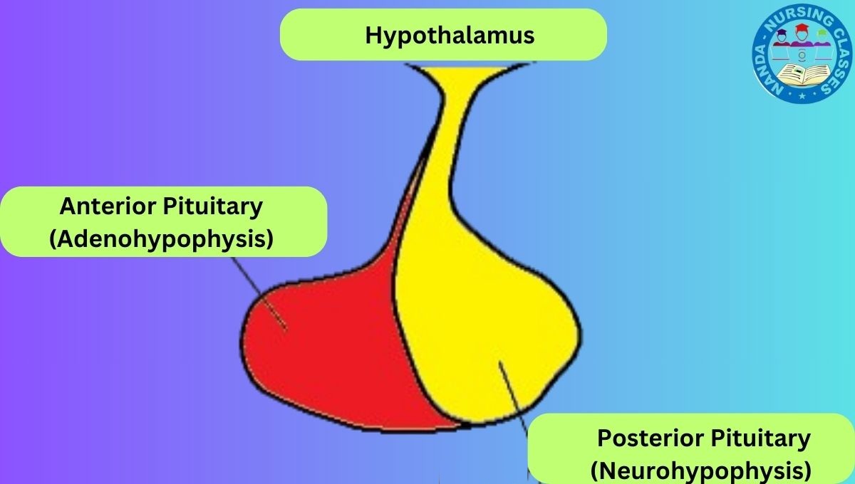 pituitary gland, pituitary gland hormones, pituitary, anterior pituitary gland, pituitary gland function, pituitary tumor, pituitary adenoma, anterior pituitary, RI pituitary gland, pituitary gland (anatomical structure),what is pituitary gland, pituitary gland anatomy, posterior pituitary, pituitary gland physiology, pituitary gland hormone tricks, pituitary tumors, pituitary gland, pituitary disorders, normal pituitary gland, role of pituitary gland