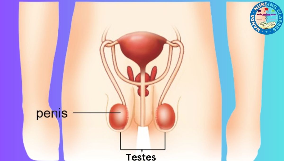 Testes, testes, testis, undescended testes, teste, testis anatomy, testes scan, teste de farmácia, teste hiv, testes anatomy, testes surgery, testes especiais, testes operation, testis size, ados 2 teste, undescended testis, teste de urina, teste beta hcg,testis ağrısı, testis surgery, teste urinário, teste de autismo, testis operation, teste de gravidez, what is undescended testes, testis dissection, testis physiology, testis ultrasound, teste rápido de hiv, male endocrine