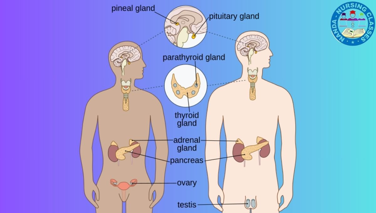 The Endocrine System, The Endocrine System, endocrine system, endocrine, endocrine system nursing, endocrine glands, endocrine system anatomy and physiology, the endocrine system, gcse endocrine system, endocrine system video, endocrine system parts, endocrine system facts, endocrine system nclex, what is endocrine system, endocrine system function, endocrine system diseases, endocrine system pdf, endocrine system review, endocrine system basics, endocrine sytem, endocrine system for kids, endocrine system diagram