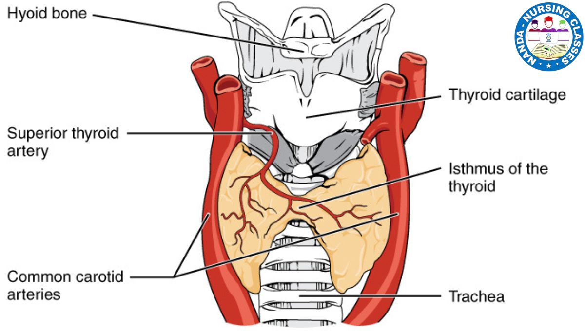 thyroid gland, thyroid, thyroid gland anatomy, thyroid gland physiology, thyroid gland function, thyroid gland anatomy and physiology, thyroid gland hormones, thyroid cancer, thyroid gland embryology, histology of thyroid gland, parathyroid gland, thyroid hormone, thyroid problems, thyroid exam, thyroid disease, thyroid nodules, thyroid hormone synthesis, thyroid hormones, thyroid symptoms, thyroid gland nodule, thyroid gland surgery, thyroid gland lecture