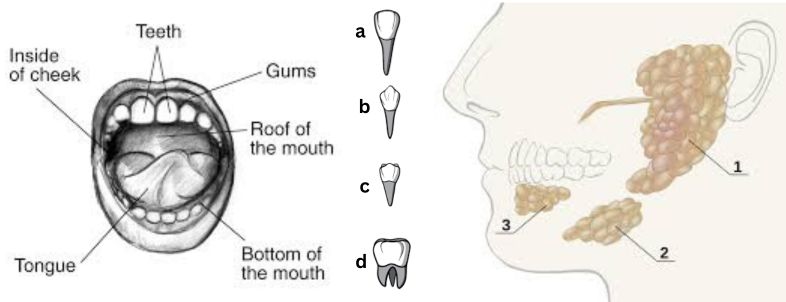 Mouth, teeth, salivary gland 