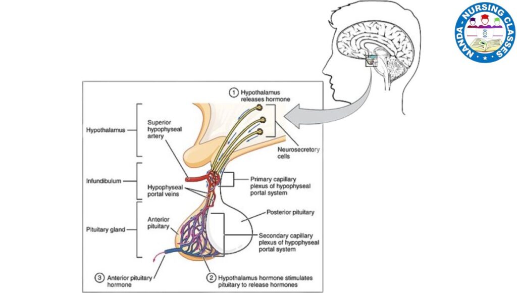 pituitary gland, pituitary gland hormones, pituitary, anterior pituitary gland, pituitary gland function, pituitary tumor, pituitary adenoma, anterior pituitary, RI pituitary gland, pituitary gland (anatomical structure),what is pituitary gland, pituitary gland anatomy, posterior pituitary, pituitary gland physiology, pituitary gland hormone tricks, pituitary tumors, pituitary gland, pituitary disorders, normal pituitary gland, role of pituitary gland