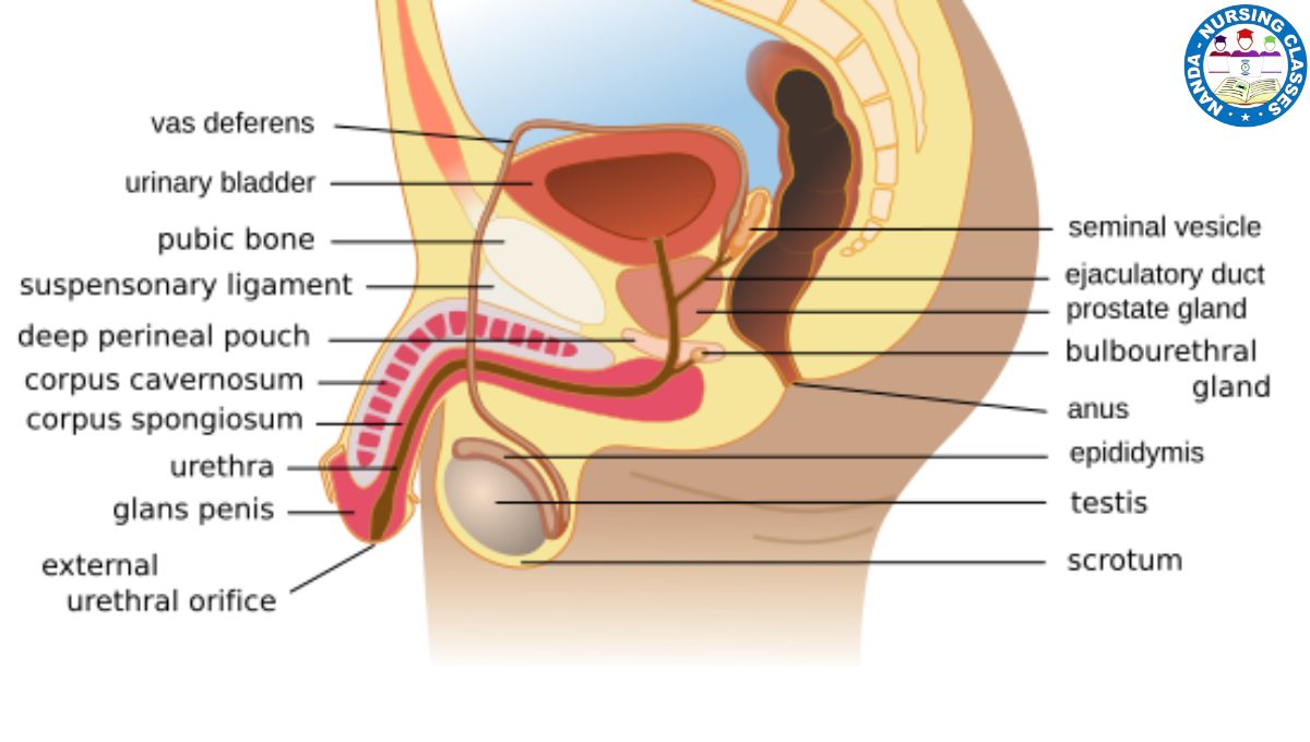 male reproductive system, reproductive system, human male reproductive system (film subject),male reproductive system anatomy, anatomy of male reproductive system, human male reproductive system, male reproductive system class 10,human reproductive system, female reproductive system, reproductive system female, male reproductive system diagram, male reproductive system class 12,reproductive system (literature subject),male reproductive organs, male reproductive anatomy