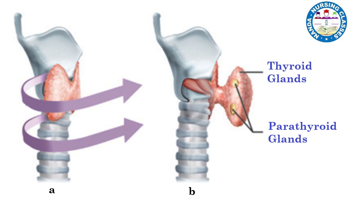 Parathyroid Glands, parathyroid gland, parathyroid, parathyroid hormone, parathyroid glands, parathyroid gland anatomy, parathyroid surgery, parathyroid gland histology, parathyroid gland physiology, parathyroid gland function, thyroid gland, parathyroid gland (anatomical structure),parathyroid gland removal, anatomy of parathyroid gland, parathyroid disease, parathyroid adenoma, parathyroid gland development, parathyroid gland anatomy and physiology, parathyroid tumor