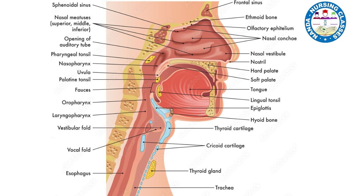 inner nose, nasal anatomy internal, lateral wall of nose Ent, lateral wall of nose, lateral wall of nose anatomy, nasal steroids, lateral wall of nose 3d,lateral wall of the nose, lateral wall of the nose anatomy, lateral wall of nose mbbs, lateral wall of nose model, lateral wall of nose charsi, nasal rinse, navage nose cleaner, lateral wall of nose anatomy lecture, nose, nasal septum, nose anatomy, allergy test, nose surgery, saline rinse, nose cleaner, anatomy of nose