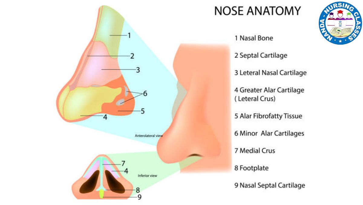 Nose, external nose, nose, anatomy and physiology of nose , anatomy and physiology of the nose