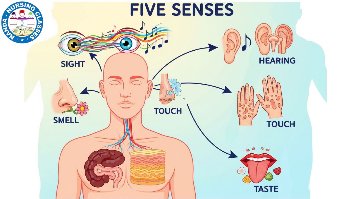 sensory organs,sense organs,sensory organs of human beings,sense organs for kids,5 sensory organs,sense organs name,five sense organs,human sense organs,sense organs and their functions,five sensory organs,human sensory organs,sensory organs study,sense organs functions,sensory organs class 11,sensory organs anatomy,sensory organs receptor,five sensory organs name,how to draw sensory organs,sensory organs functions,sensory organs bsc nursing
