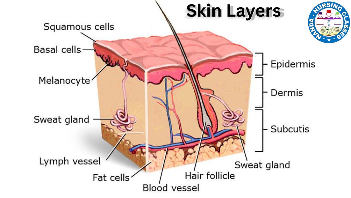 skin, anatomy, skin anatomy, anatomy and physiology, anatomy of the skin, skin anatomy and physiology, integumentary system anatomy, anatomy of skin, skin physiology, structure of skin, skin (anatomical structure),skin model anatomy, skin cancer anatomy, skin anatomy animation, anatomy (field of study),what's the purpose of skin (skin anatomy),skin structure, thin skin, human skin anatomy and physiology, thick skin, anatomy and physiology of skin