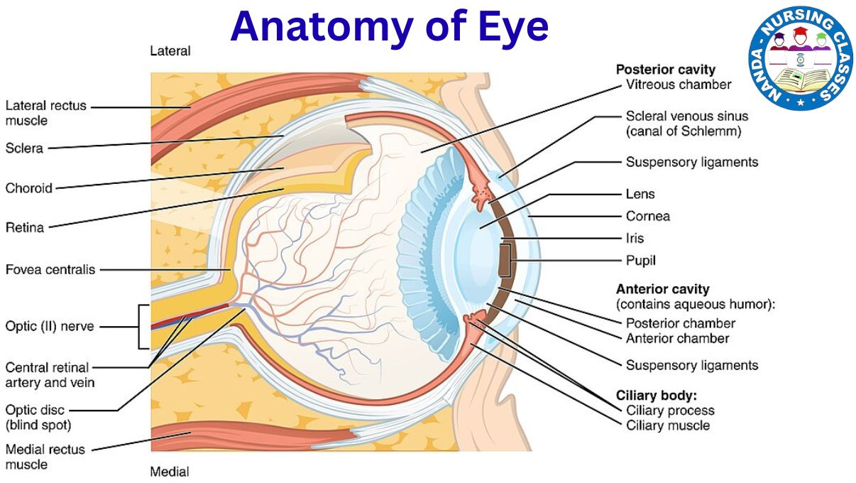Anatomy of Eye, Anatomy of the Eye, Eye Structure, anatomy of the eye, eye anatomy, anatomy, anatomy of eye, anatomy of eyeball, anatomy of human eye, eye anatomy and physiology, anatomy (field of study),human eye anatomy, eye structure anatomy, structure of the eye, eyeball anatomy, structure of eye anatomy, structure of human eye, human eye anatomy and physiology, human anatomy, structure of eyeball anatomy, structure of eye, structure of human eye anatomy, parts of human eye