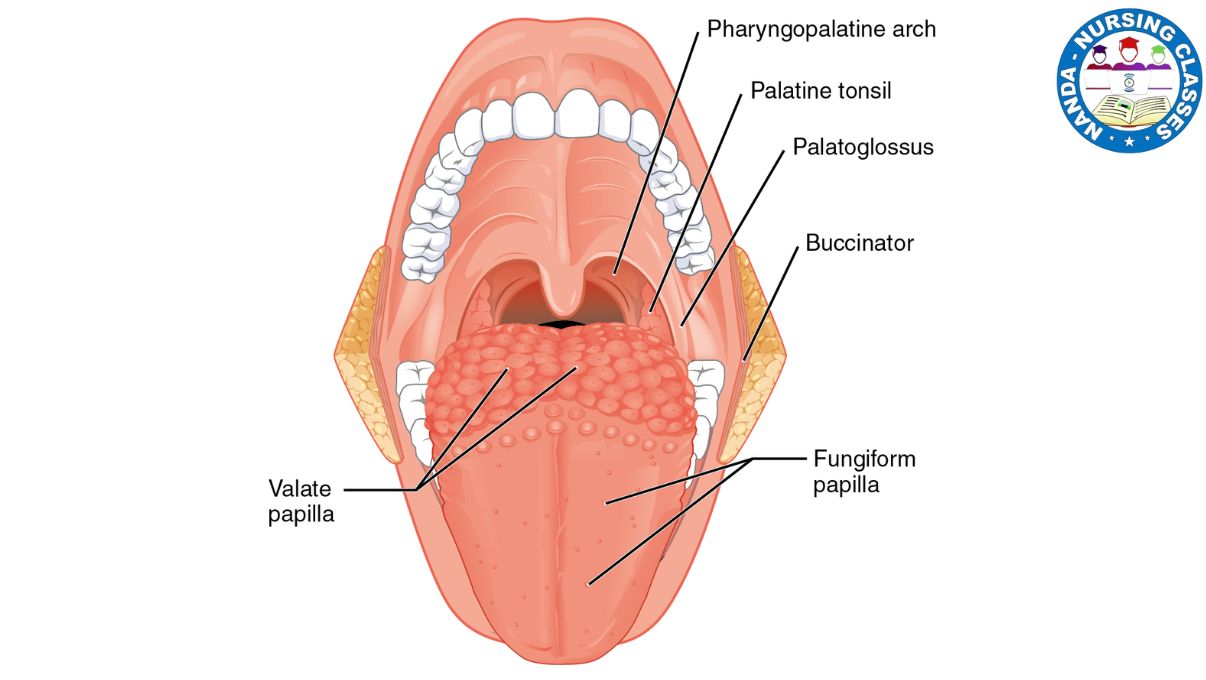 tongue anatomy, anatomy of tongue, anatomy of the tongue, anatomy and physiology of tongue, tongue, clinical anatomy of tongue, anatomy of the tongue and cheek, tongue anatomy and physiology, sensory organs tongue anatomy and physiology, tongue anatomy lecture, structure of the tongue, structure and function of tongue, gross anatomy of the tongue