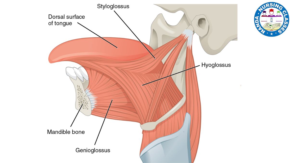 muscles of tongue, extrinsic muscles of tongue, intrinsic muscles of tongue, muscles of the tongue, muscles of the tongue anatomy, muscles of tongue anatomy, tongue muscles, intrinsic muscles of the tongue, anatomy of tongue muscles, anatomy of tongue, tongue anatomy, tongue, muscles of tongue mnemonic, muscles of tongue movement, anatomy of the tongue, muscle of tongue anatomy, muscle of the tongue k, muscles of the tongue and their functions
