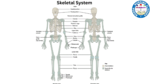 skeletal system, human skeletal system, skeletal system for kids, skeletal system anatomy, the skeletal system, skeletal system song, skeletal system animation, human skeletal system class 5,human skeleton system, skeletal system mcq, skeletal system rap, skeletal system quiz, skeletal system facts, skeletal system parts, about skeletal system, skeleton system of human body, human body systems, skeletal system basics, skeletal system organs, skeletal system class 5