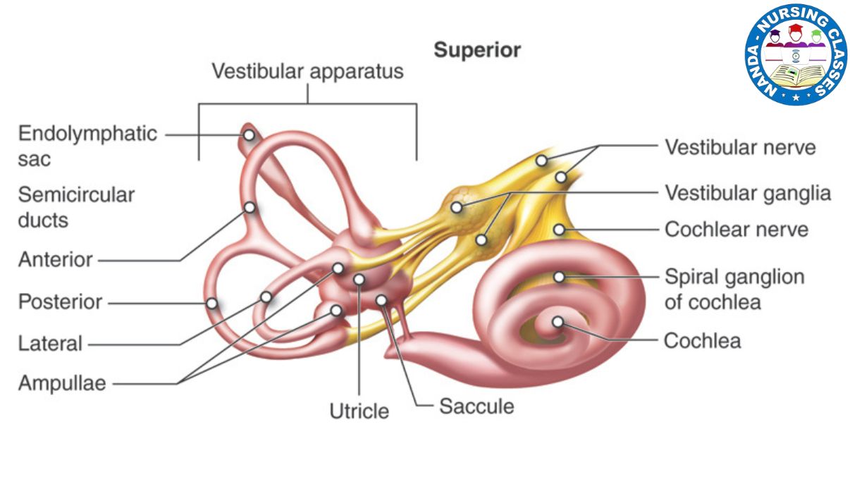 vestibular, vestibular nerve, vestibulocochlear nerve, vestibular nerve section, vestibular system, vestibular therapy, vestibular migraine, vestibular rehab, vestibular exercises, vestibulocochlear nerve function, vestibular disorders, vestibular nerve scheme, cochlear nerve, vestibular nerve anatomy, auditory vestibular nerve, vestibular nerve resection, vestibular neuritis, cranial nerve viii, vestibular nerve section post op, vestibular neurectomy