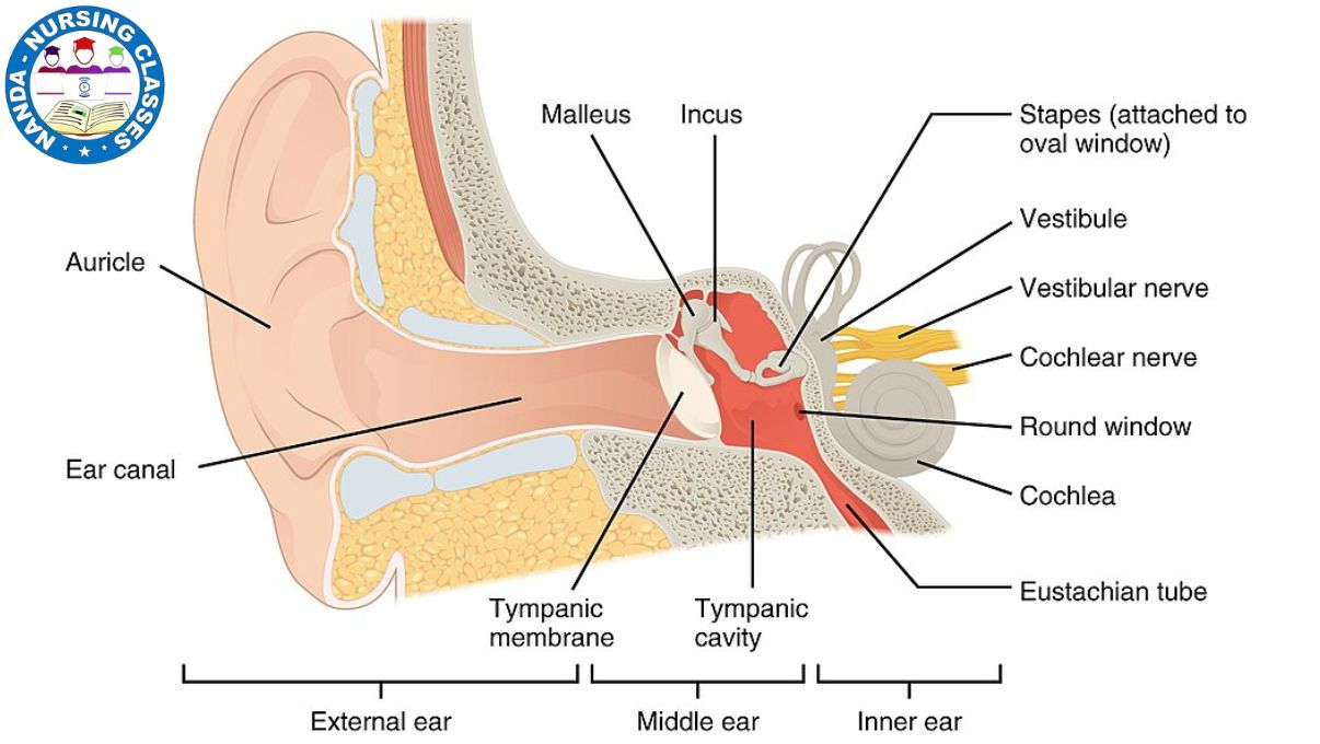 ear anatomy and physiology, anatomy of the ear, physiology, anatomy, anatomy & physiology, ear anatomy, anatomy of middle ear, anatomy of the external and middle ear, ear ,anatomy of ear, anatomy and physiology of hearing, anatomy of the inner ear, ear anatomy and physiology in English , physiology of ear and hearing, inner ear anatomy, physiology of hearing, anatomy and physiology, physiology of ear, anatomy (field of study),
