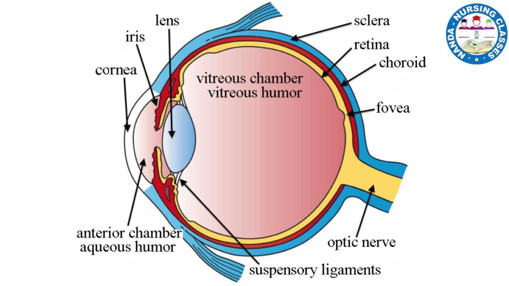 layers of eye