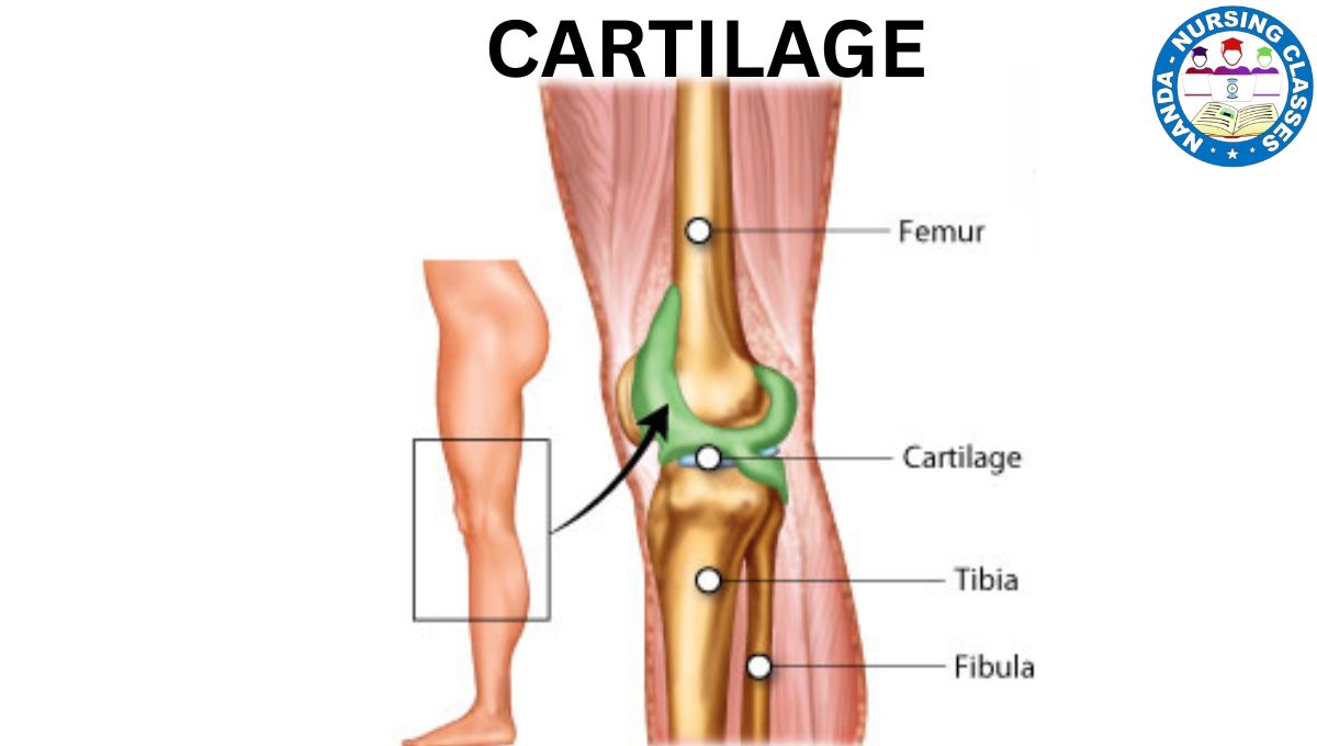 cartilage structure and function, types of cartilage, articular cartilage, cartilage disorders, cartilage location in body, cartilage vs bone, cartilage in joints, fibrocartilage, elastic cartilage, hyaline cartilage, cartilage in children, cartilage damage, cartilage healing, cartilage anatomy for nursing students, cartilage physiology explained