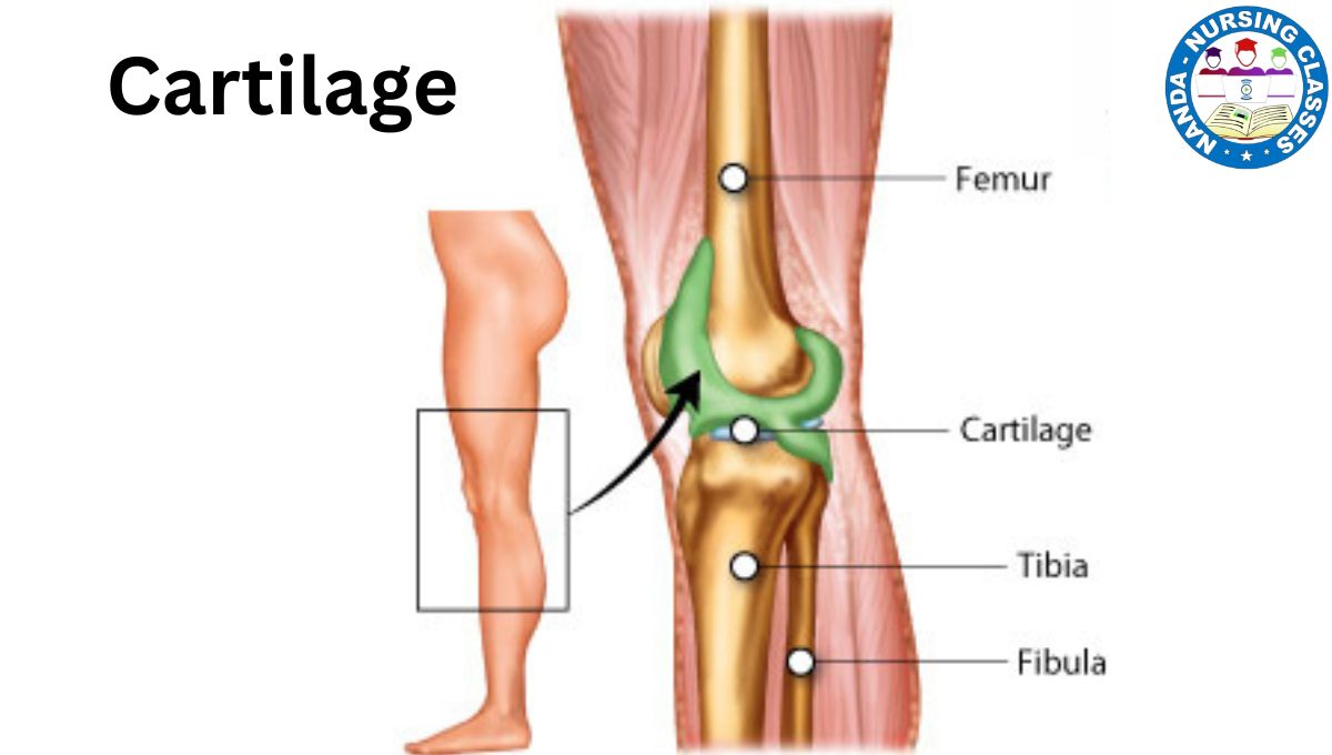 cartilage structure and function, types of cartilage, articular cartilage, cartilage disorders, cartilage location in body, cartilage vs bone, cartilage in joints, fibrocartilage, elastic cartilage, hyaline cartilage, cartilage in children, cartilage damage, cartilage healing, cartilage anatomy for nursing students, cartilage physiology explained