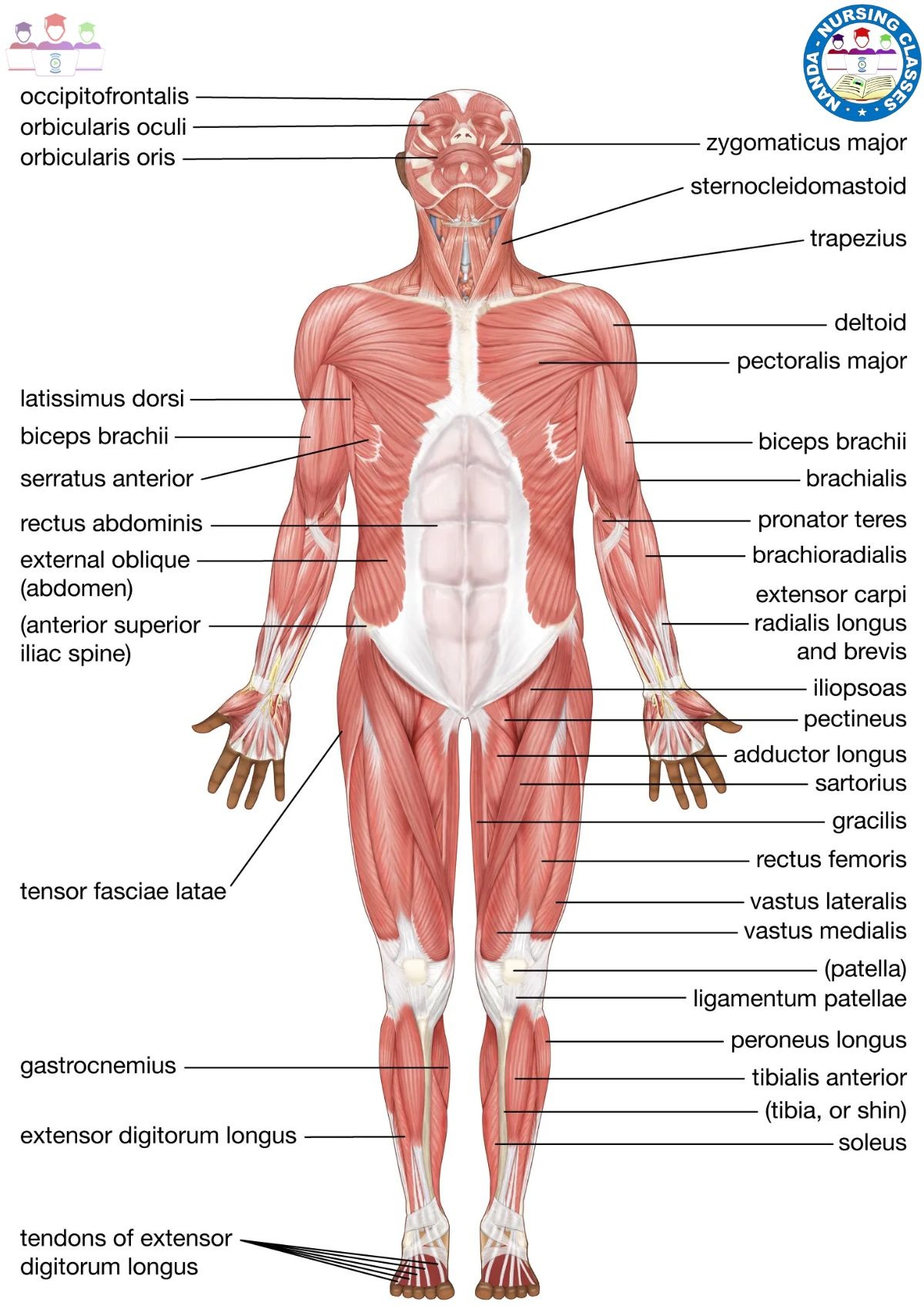 every muscle in the human body, major muscles of the human body, what are the major muscle groups in the human body, common muscles of the human body, all muscles in human body, how many major muscle groups are there in the human body, major muscle groups of the human body, muscle names in the body, major muscle groups of the human body diagram, major muscle groups in the body, every muscle in the body, main muscles of the body, major muscles of the body, location of the major muscle groups of the human body, muscular system blank diagram, muscular system blank diagrams, muscle system diagram, muscular system, muscular system names, muscular tissue diagram, skeletal muscle labeled diagram, muscular system song, muscular system parts, human muscular system, muscular system video, what is muscular system, model of the muscular system, muscular system for kids, muscular system anatomy, muscular system function, muscular system terminology, muscular system video for kids, human muscles of the muscular system