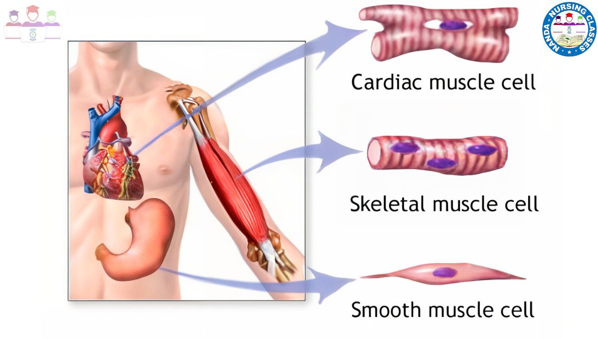 Types of Muscles, types of muscles, types of muscles in humans, types of muscle, types of muscle fiber, types of muscles class 11 biology, types of muscle tissue, types of muscle fibers, 3 types of muscle tissue, three types of muscle tissue, types of muscle contarction, different types of muscle tissue, type of muscle work, muscle fiber types, muscle tissue types, muscles of the body, skeletal muscle types, main muscles of the body, terminology of muscles, major muscles of the human body, common muscles of the human body, muscles