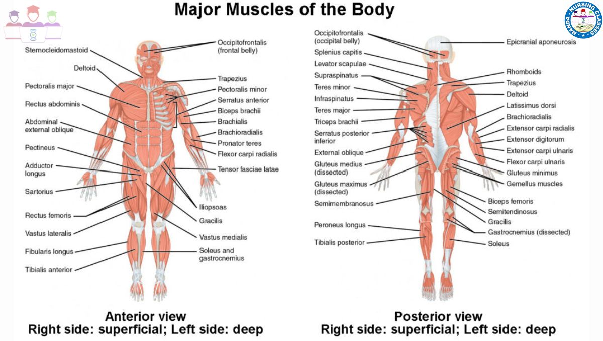 muscular system labeled, muscular system, the muscular system, muscular system song, muscular system names, muscular system parts, human muscular system, muscular system video, what is muscular system, model of the muscular system, muscular system for kids, muscular system anatomy, muscular system function, muscular system blank diagram, anatomy of muscular system, muscular system blank diagrams, muscular system terminology, muscular system crash course, muscular system video for kids, muscular system introduction, muscular system blank diagram, muscular system blank diagrams, muscle system diagram, muscular system, muscular system names, muscular tissue diagram, skeletal muscle labeled diagram, muscular system song, muscular system parts, human muscular system, muscular system video, what is muscular system, model of the muscular system, muscular system for kids, muscular system anatomy, muscular system function, muscular system terminology, muscular system video for kids, human muscles of the muscular system 