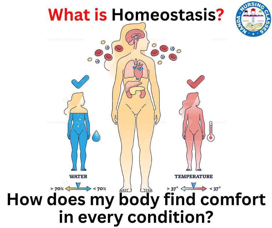 what is homeostasis, homeostasis what is, what is a homeostasis, what is homeostasis in hindi, what is homeostasis lecture, what is homeostasis in biology, what is homeostasis in the body, what is glucose homeostasis, what is homeostasis in physiology, what is set point for homeostasis, what is homeostasis in the human body, what is the importance of homeostasis, what is homeostasis definition & examples, what is homeostasis and why is it important, what does homeostasis mean, why is homeostasis important