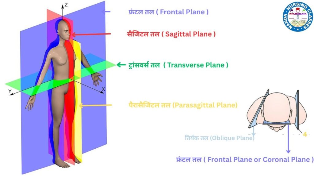 free body diagram, body planes, body plane tutorial, ray diagram plane mirror, free body diagrams, fbd free body diagram 11, how to draw human body diagram, human body planes, three body planes, different body planes, body planes anatomy, body planes and sections, ray diagram of image formation by plane mirror, body section and planes, planes and axis of the body, body planes and anatomical directions, median plane, diagrams, ray diagram, biology diagram, axial plane, excretory diagram, parasagittal plane
